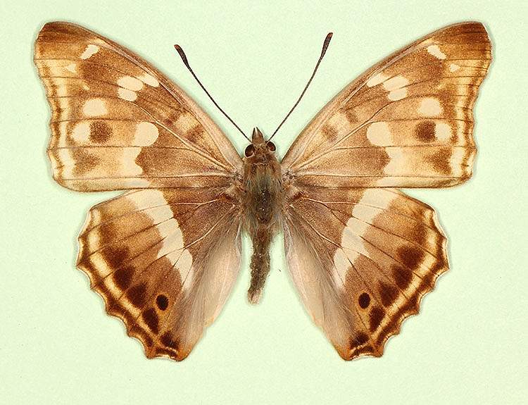 Apatura iris male (aberrant form nov) (Internet Image property of respective owner, non-commercial use only)